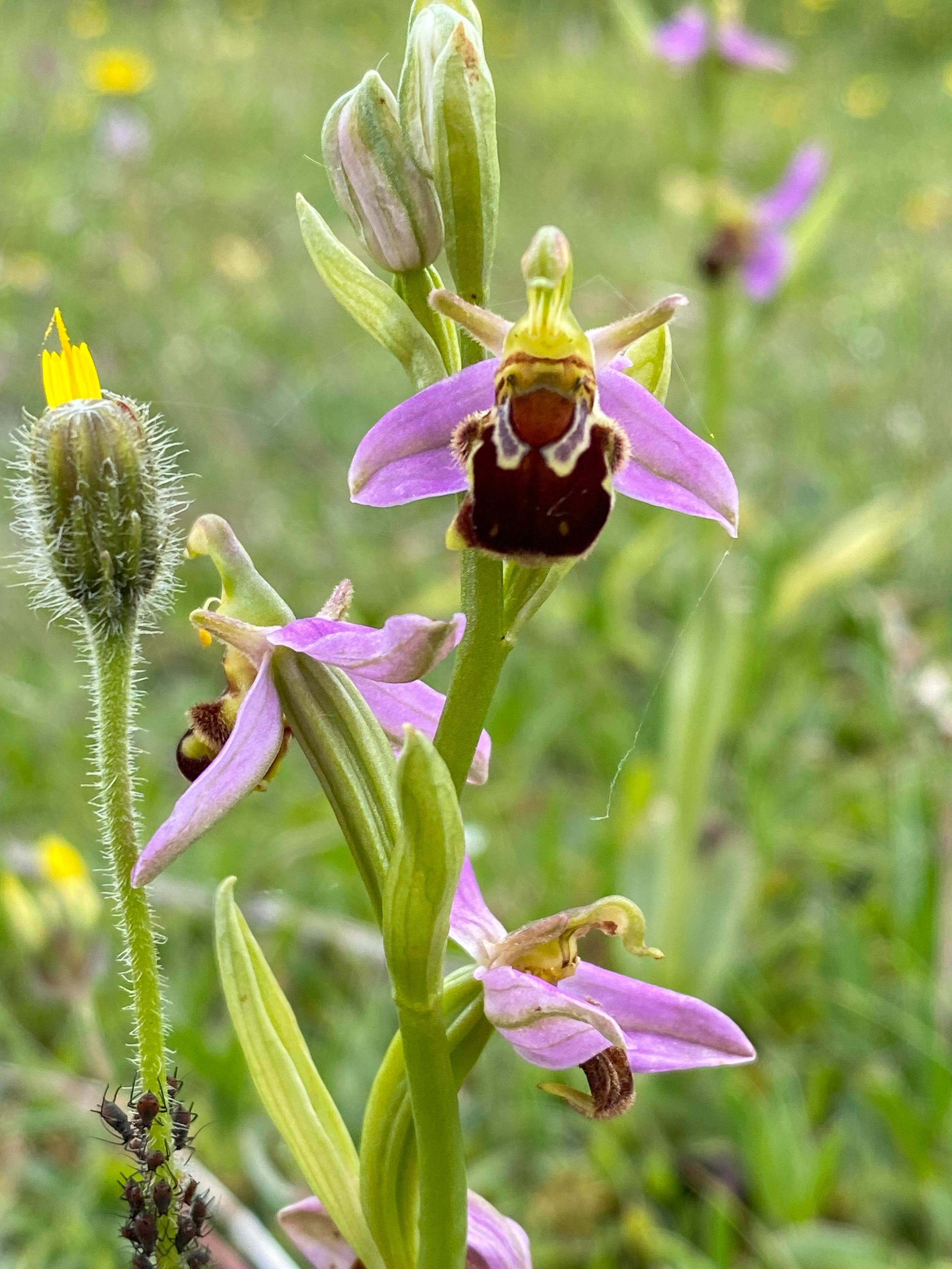 Bee orchidjpg