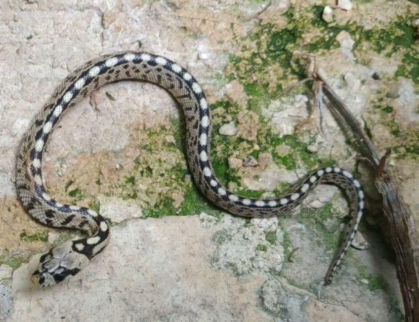 Young-ladder-snake-in-France