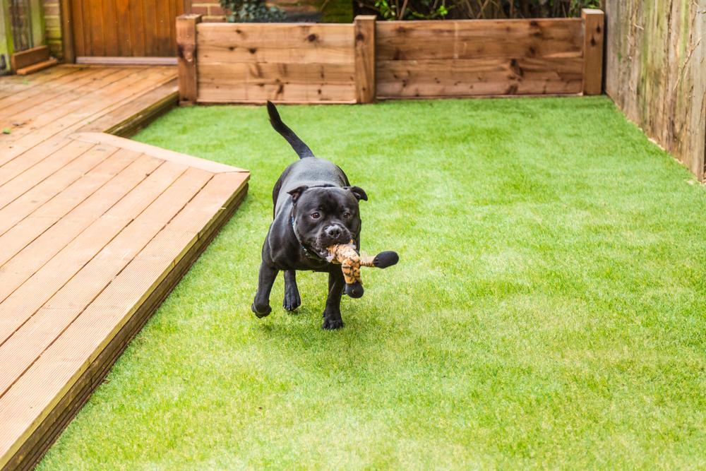 Advanced polyurethane backed grass which will not retain odours like pet urine