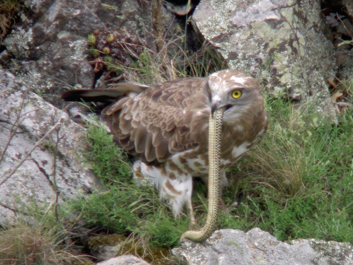 Snake eagle france