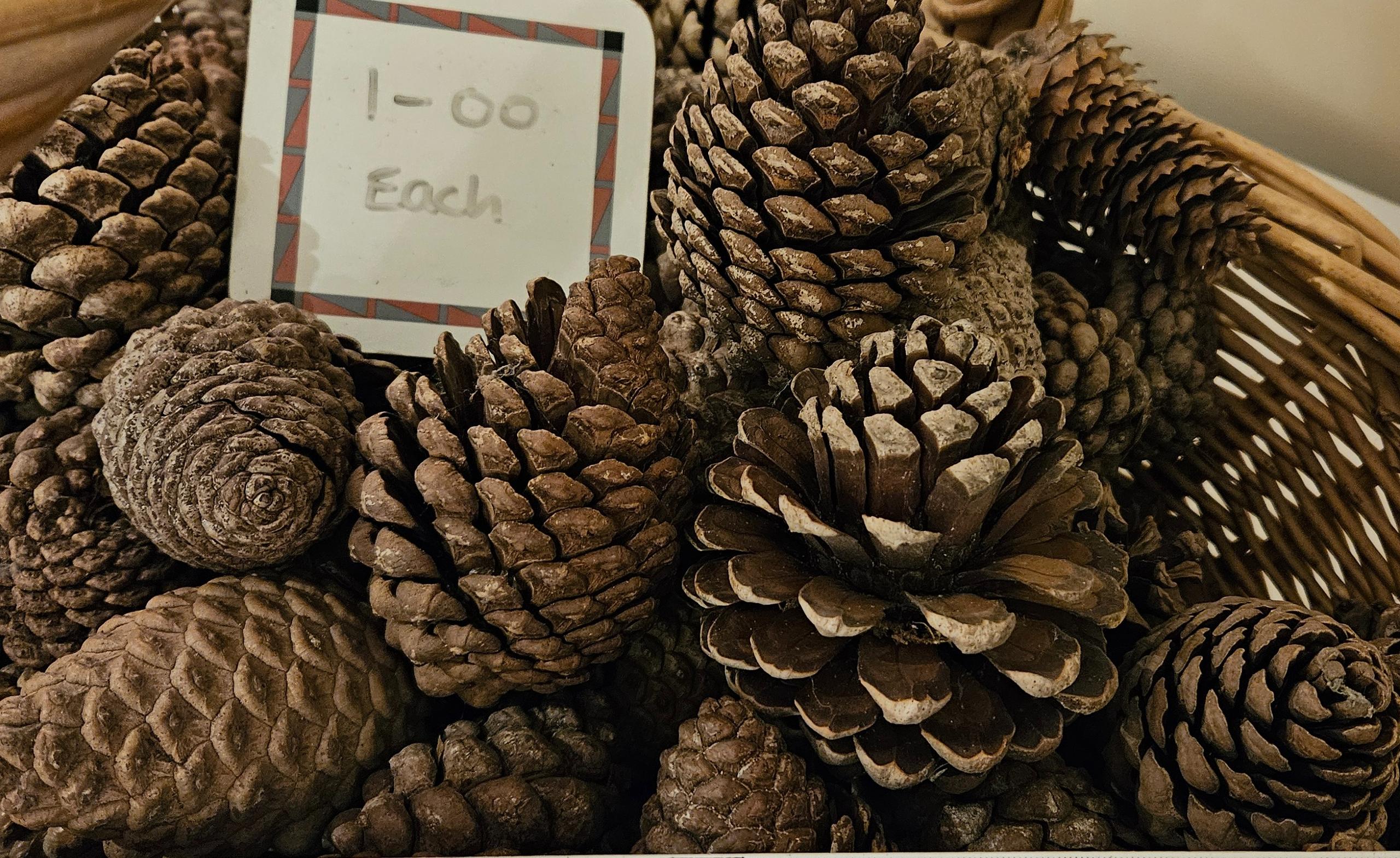 Fir Cones