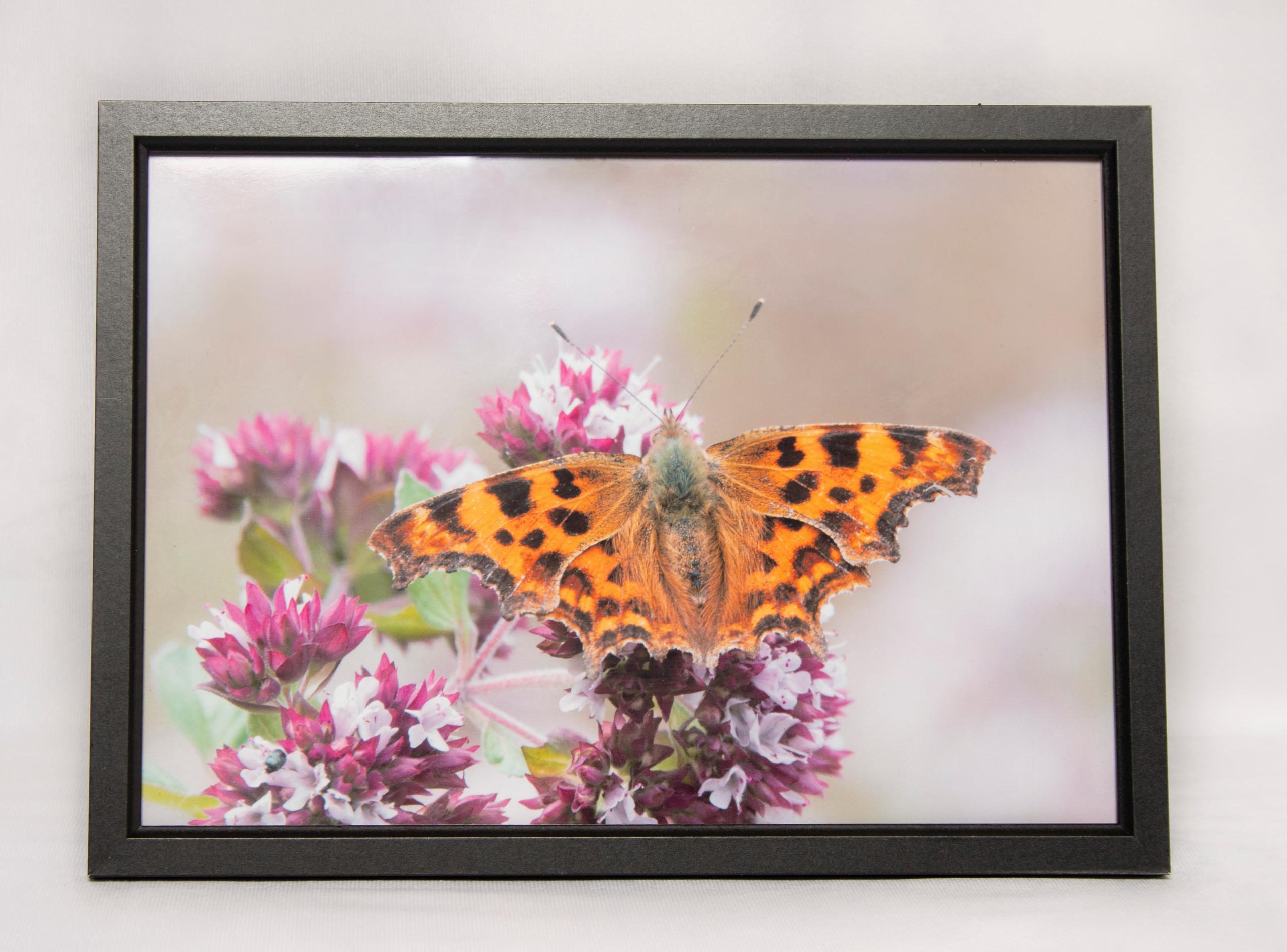 Comma butterfly framed photo
