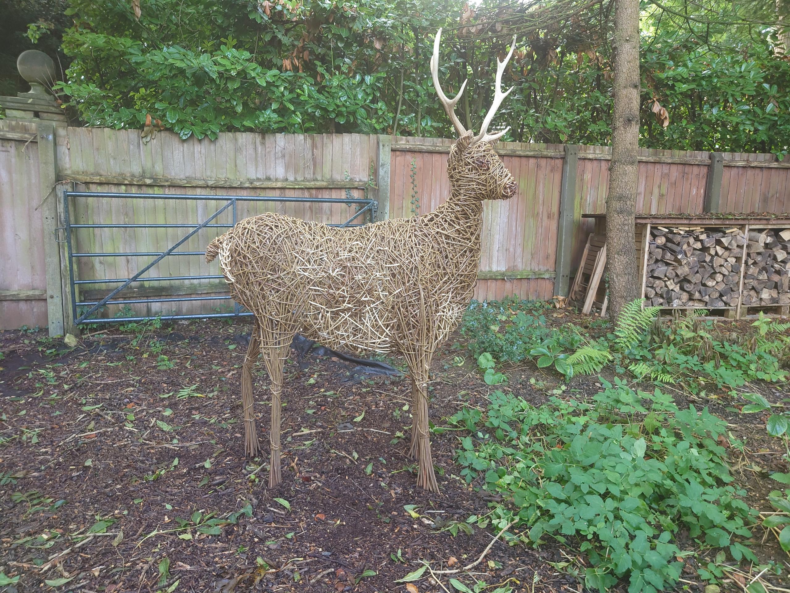 Willow Sika Deer Stag