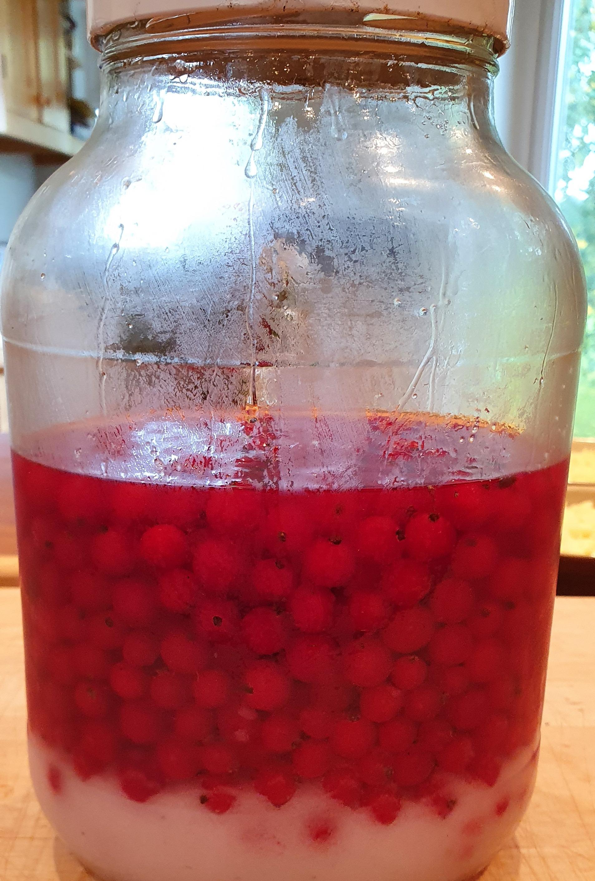 Redcurrant Gin Making