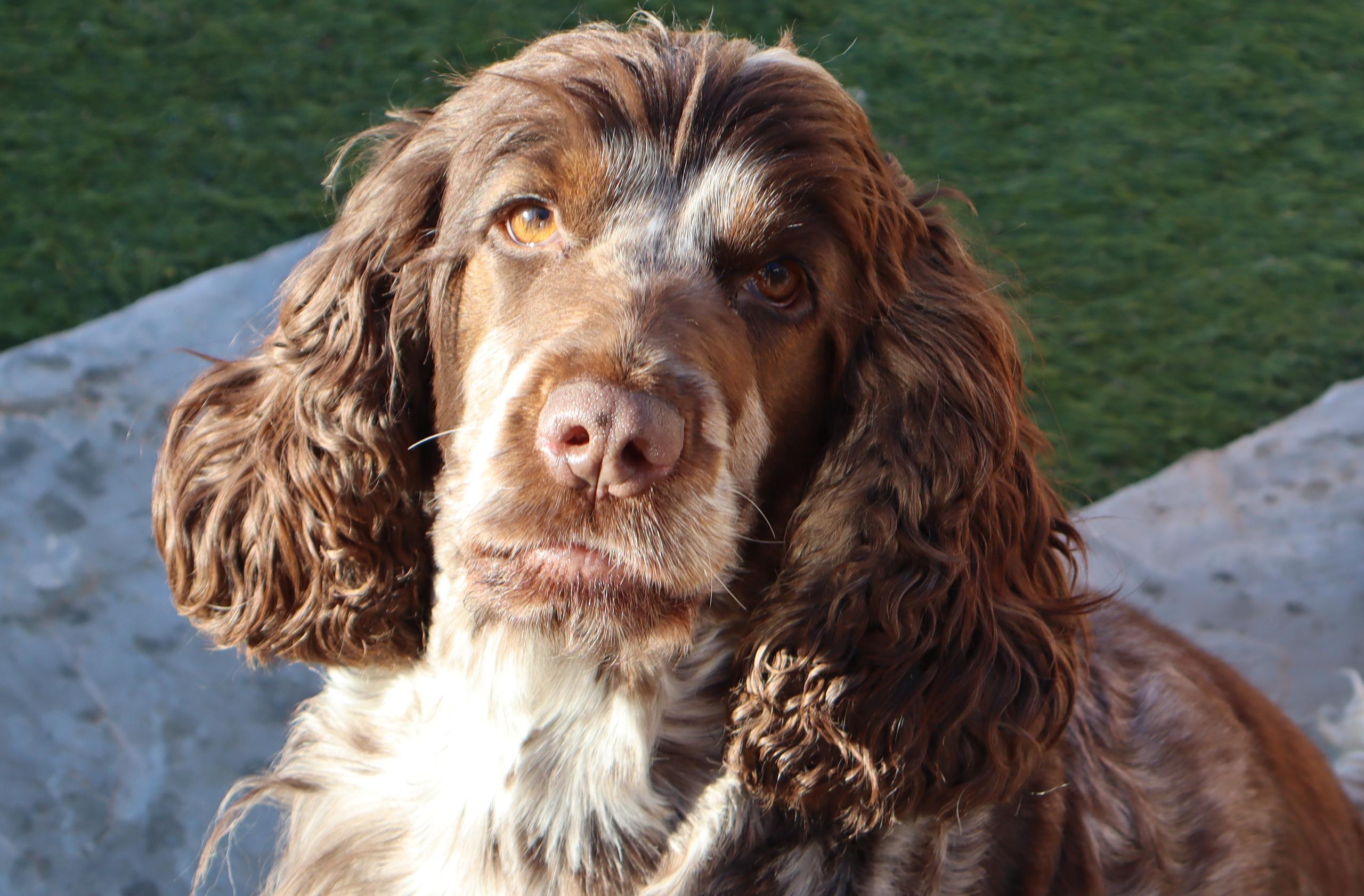 Aon test 2024 cocker spaniel