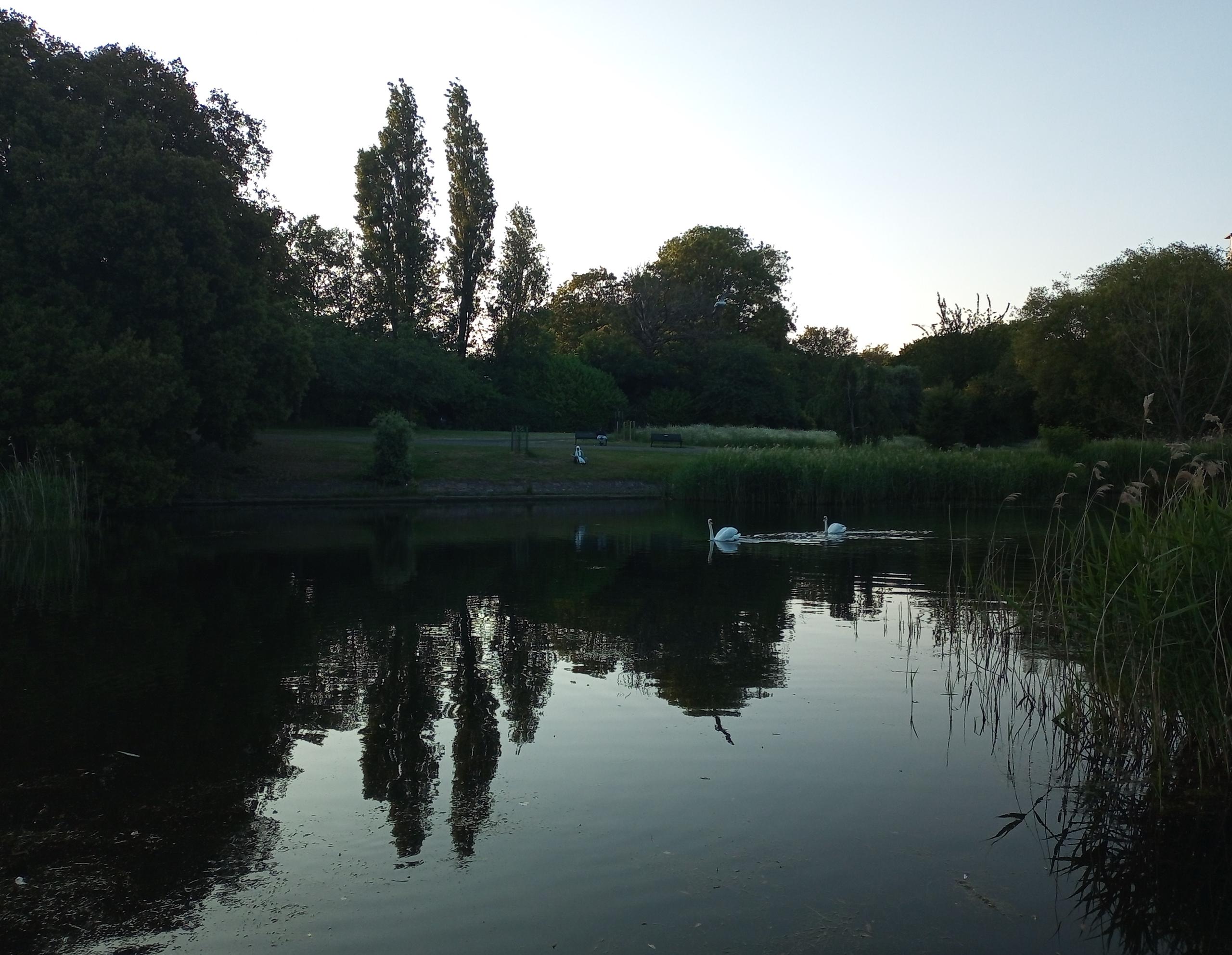 Swans and cygnets in the evening light