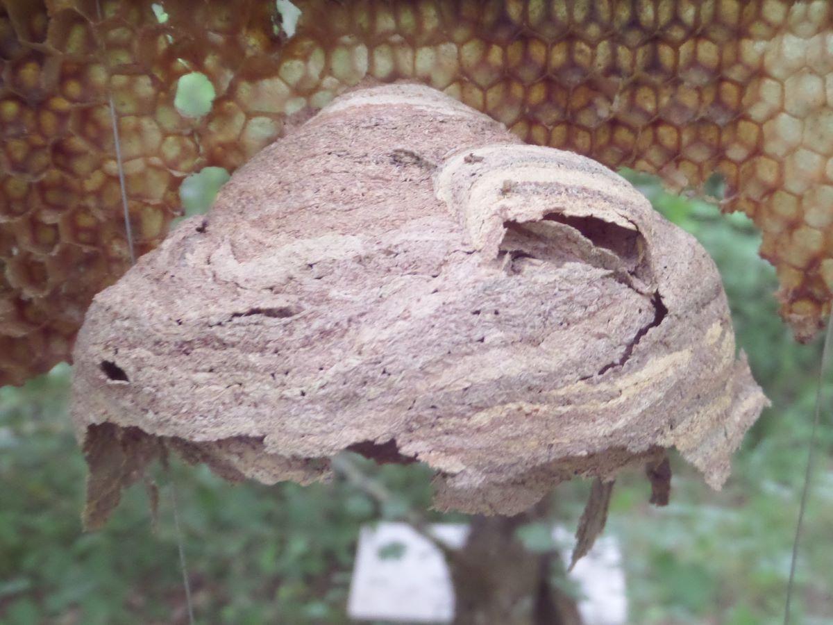 Frelon asiatique nid